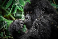 Natural threats to populations in the East Africa Rift